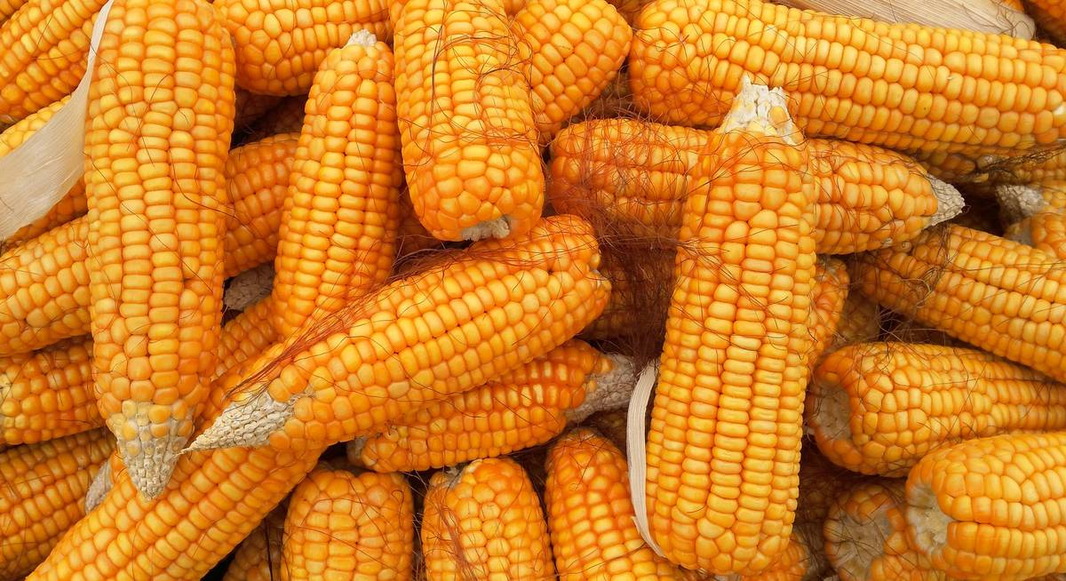 кукуруза corn