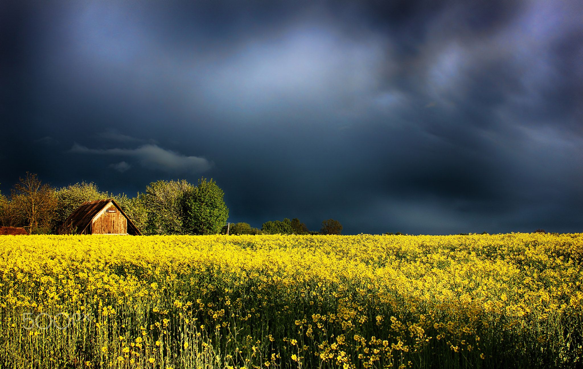 canola rapeseed рапс