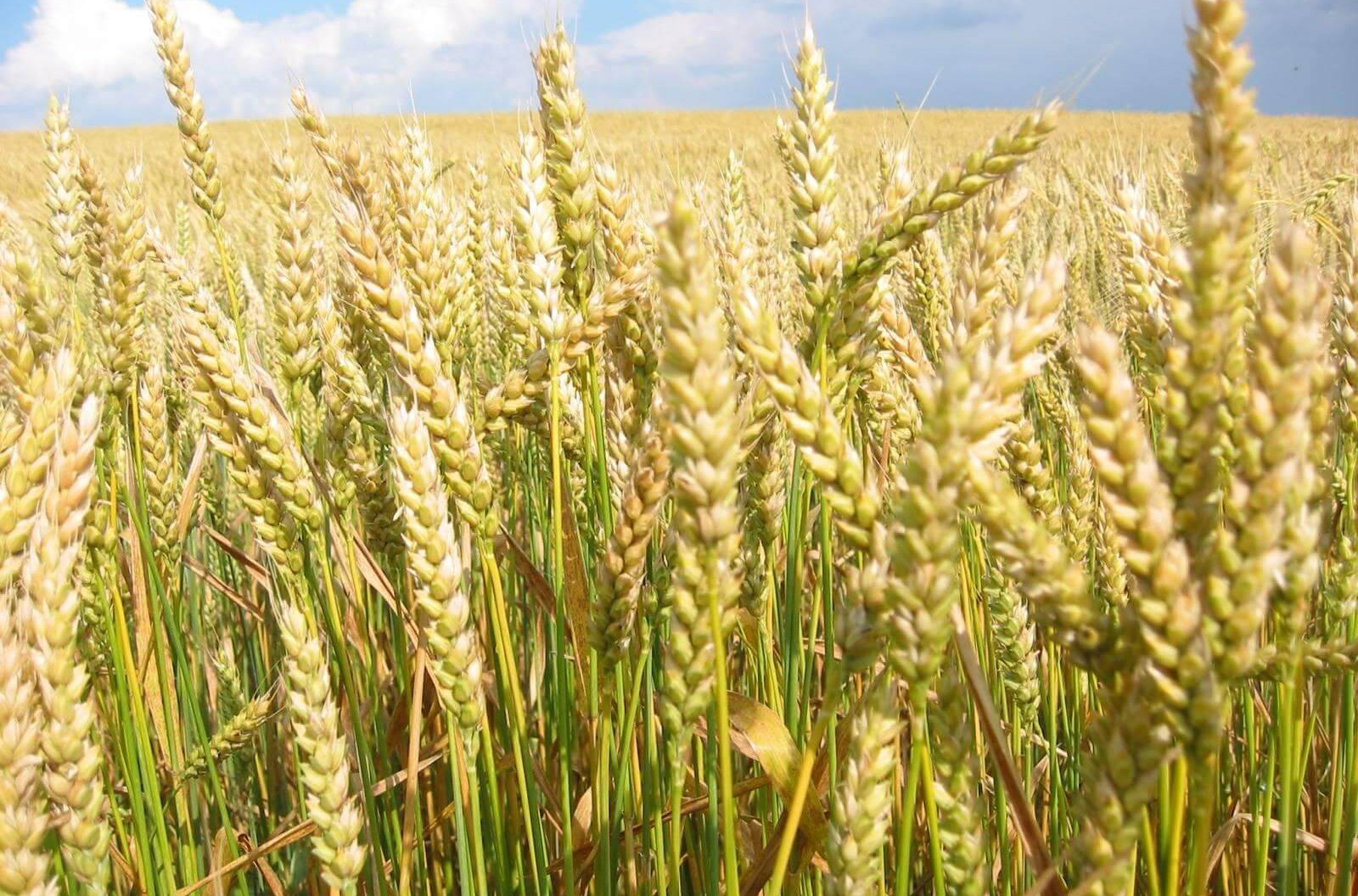 Project supports Ethiopian wheat production