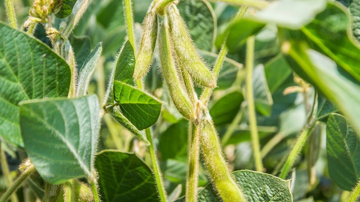Argentina Lowers Soybean Forecast By 1 Mln Tons To 48 Mln