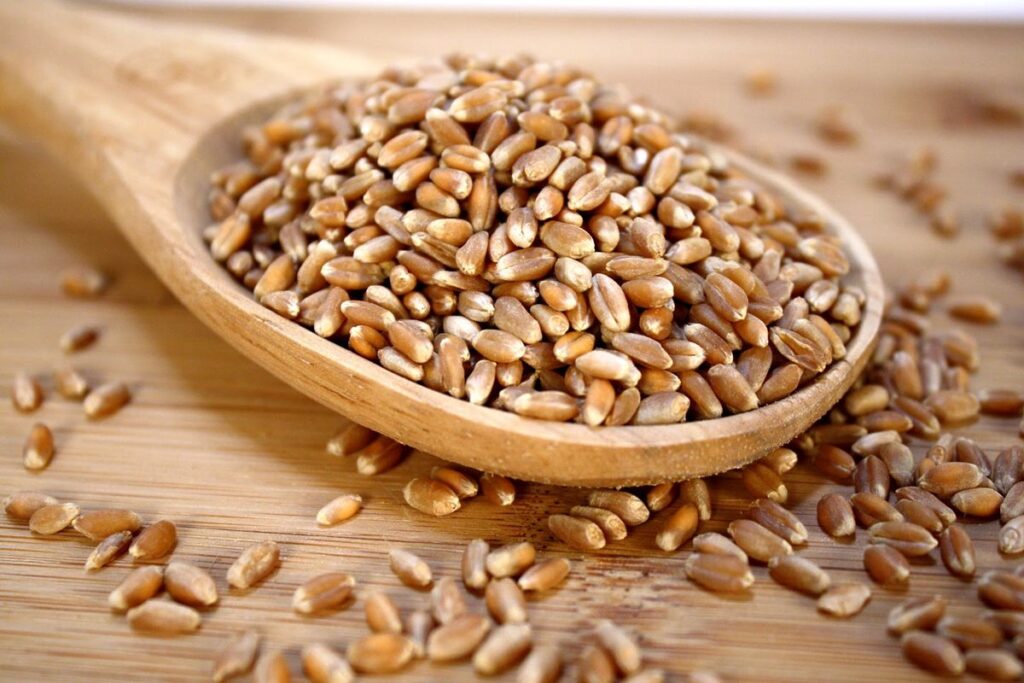 Global durum wheat market faces shortage of high-quality grain