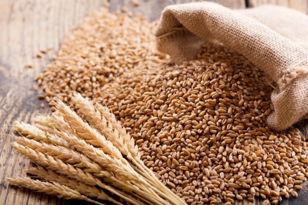 Algeria buys 500 thsd tons of wheat in tender