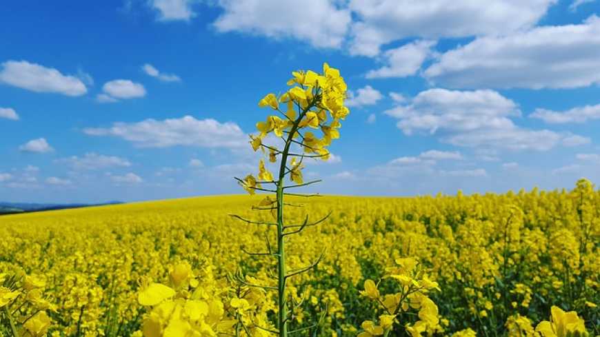 ріпак