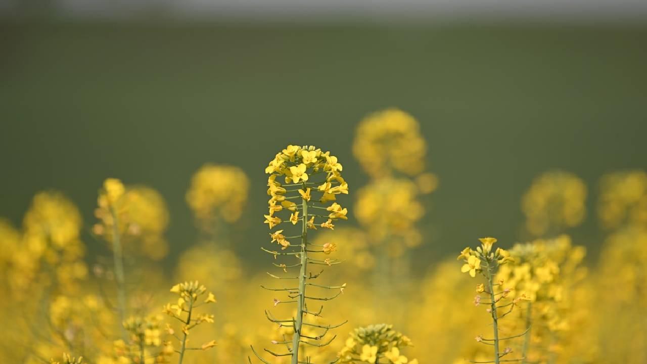 ріпак