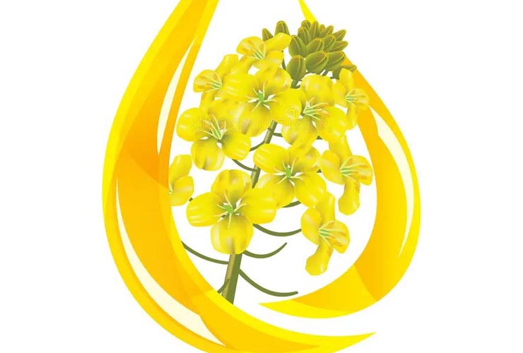 ріпакова олія
