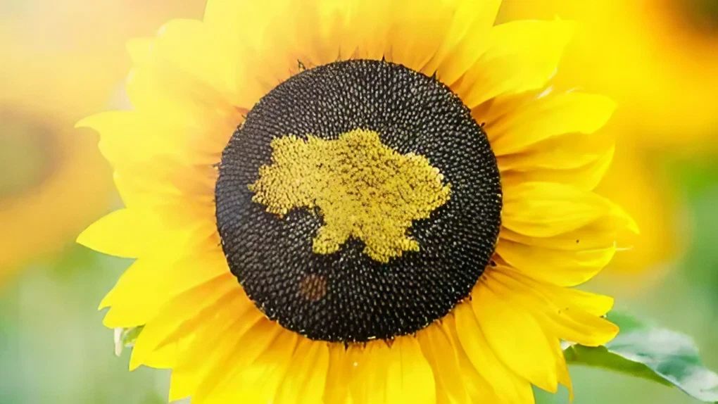 Україна