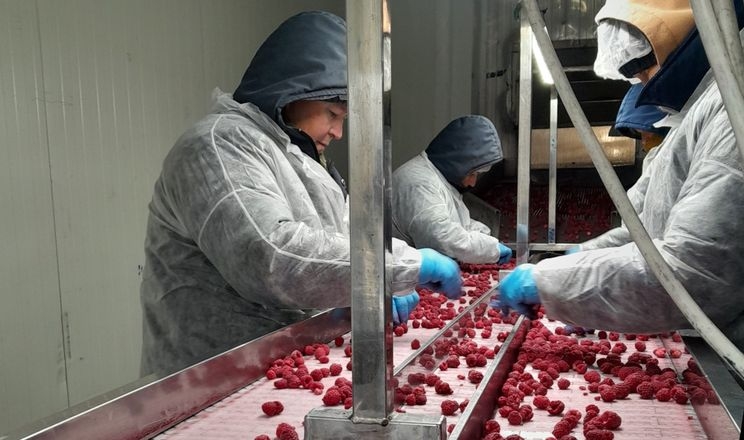 заморожені