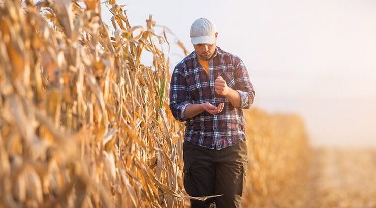ринок праці врожай кукурудза