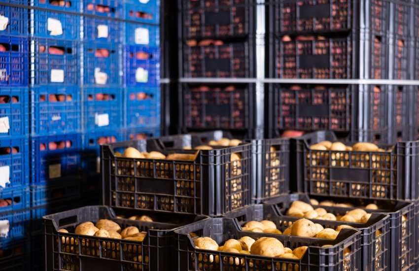 овочесховище