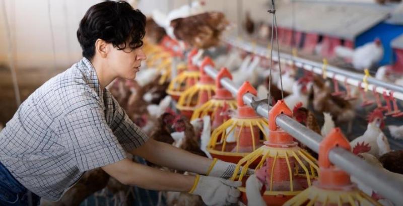 птахівництво