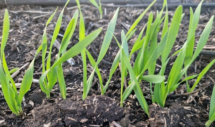 стан посівів