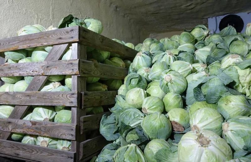 капуста сховище