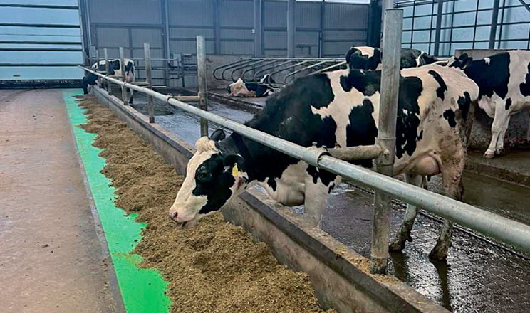 комбікорми