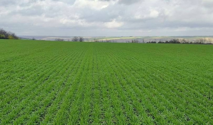 стан посівів теком