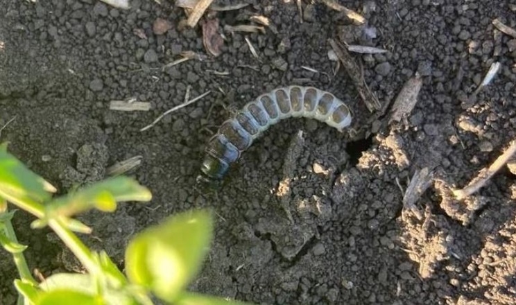 жужелиця шкідник