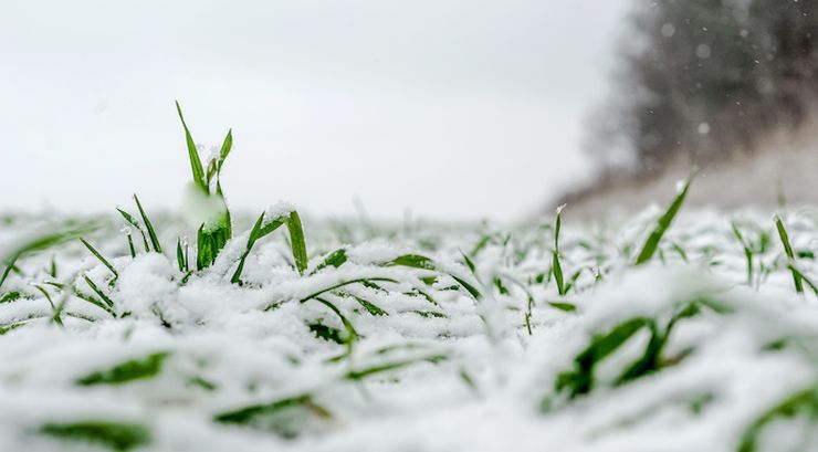 стан посівів