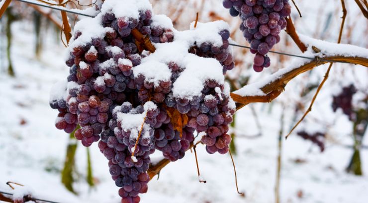 сніг виноград