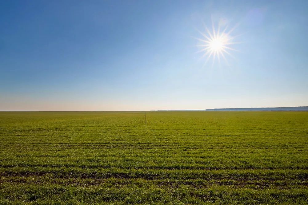 стан посівів