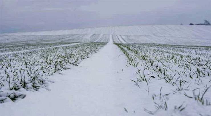 стан посівів