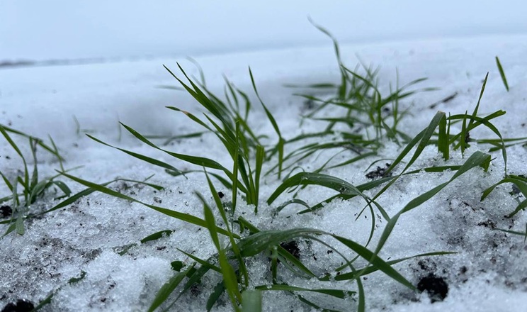 стан посівів