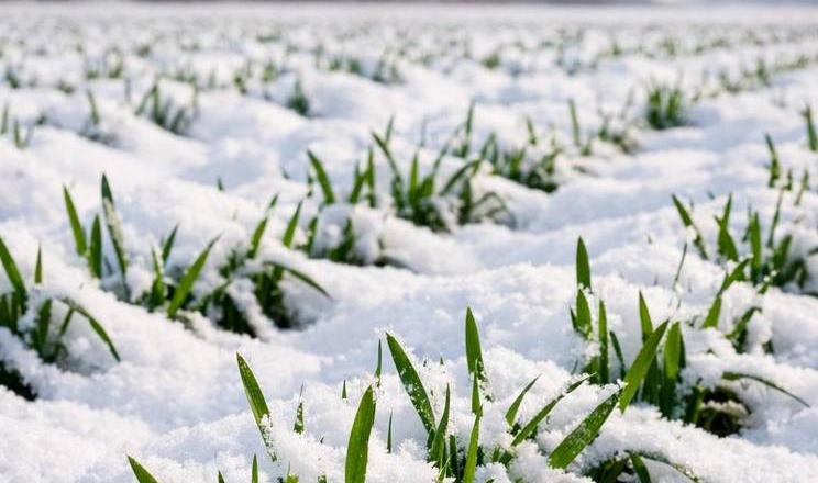 стан посівів