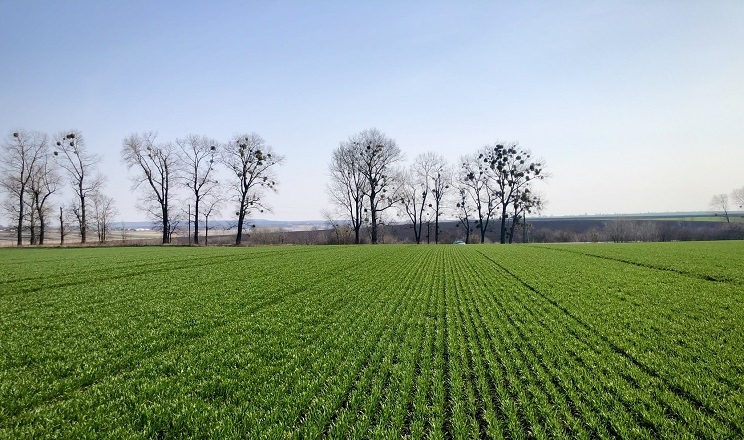 стан посівів