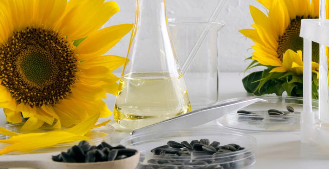 соняшник лабораторія