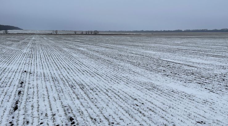 стан посівів