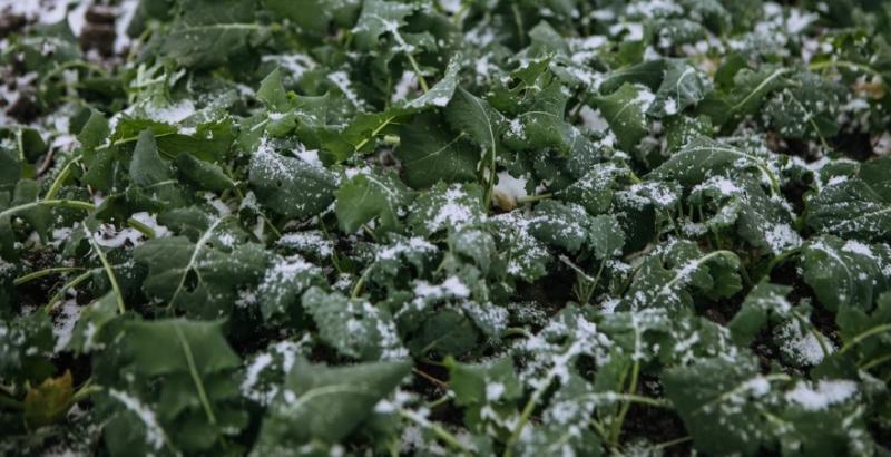 стан посівів