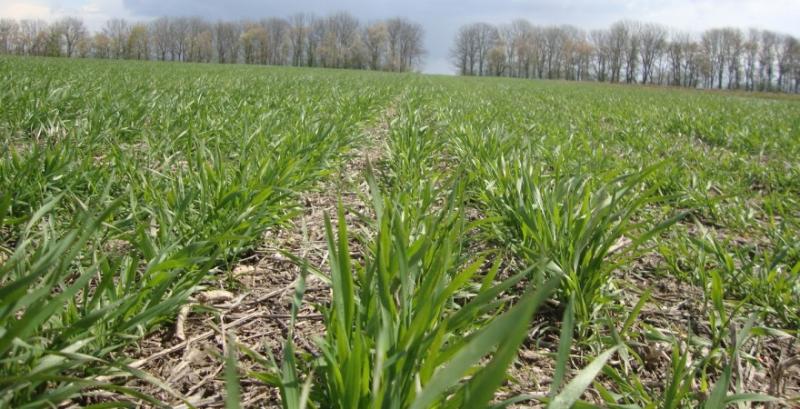 стан посівів