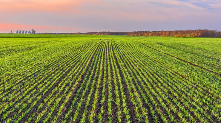 стан посівів
