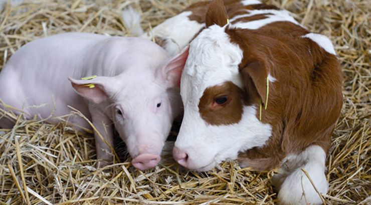 тваринництво