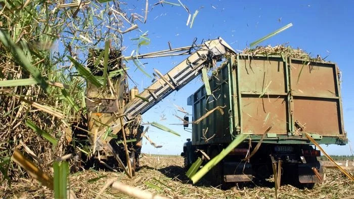 цукрова тростина