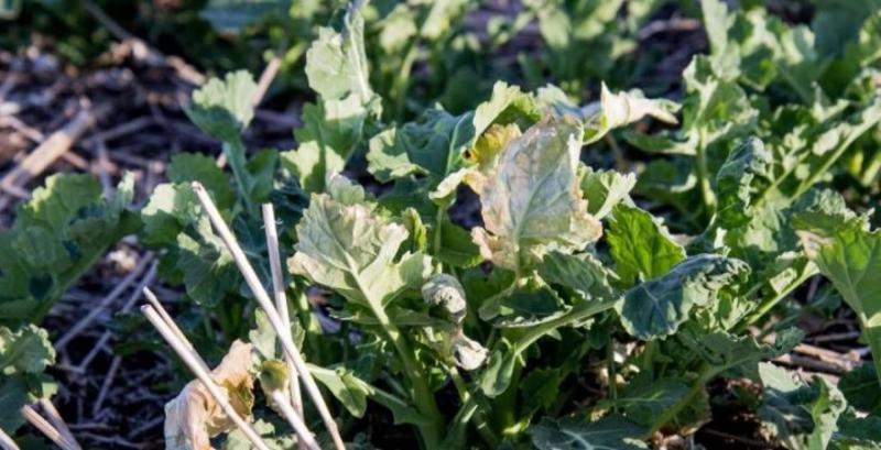 підмерзлий заморозки