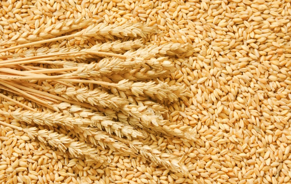 пшениця