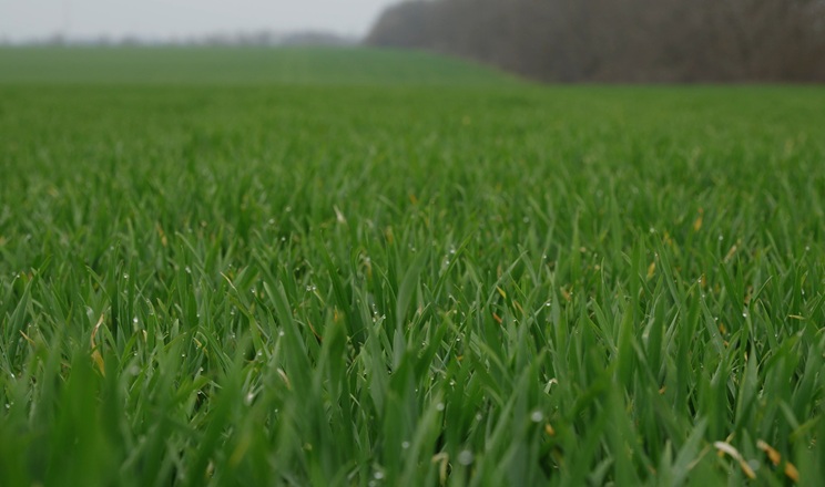 ТАС стан посівів
