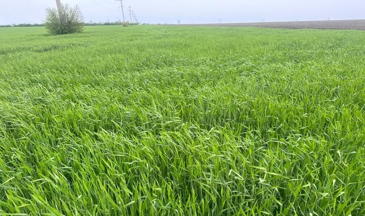 стан посівів