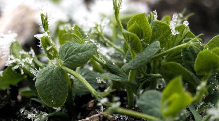 заморозки горох