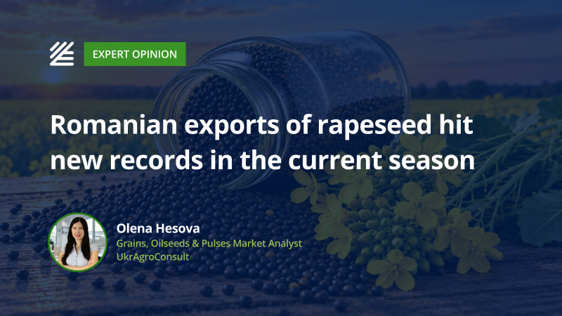 Romanian exports of rapeseed hit new records in the current season