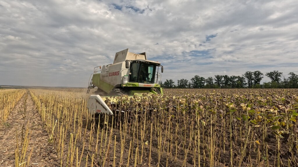 На Буковині зібрали майже 450 тис. тонн зерна
